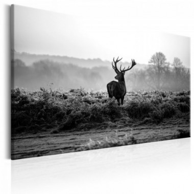 Quadro - Deer in the Wild - 120x80