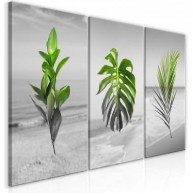 Quadro - Plants (Collection) - 60x30