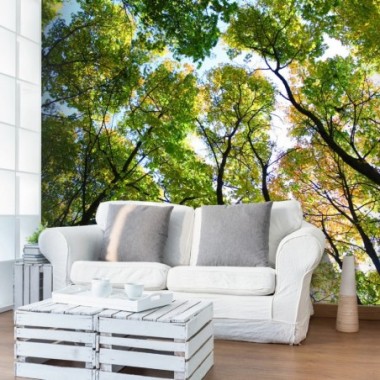 Fotomurale - Looking up at the trees - 400x309