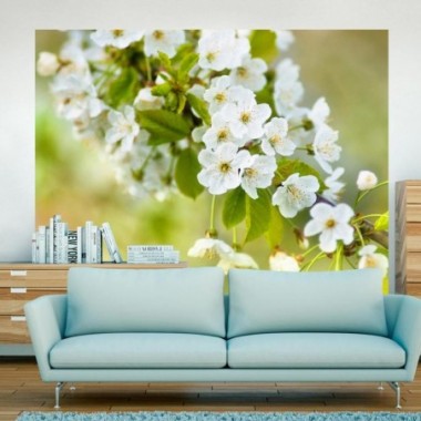 Fotomurale - Delicati fiori di ciliegio - 400x309