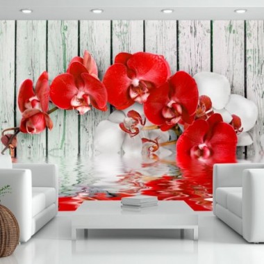 Fotomurale - Orchidea color rubino - 400x280