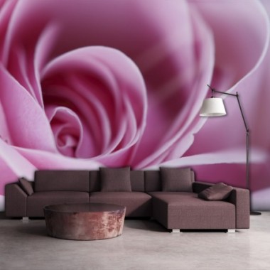 Fotomurale - Una rosa, rosa - 250x193