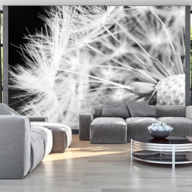 Fotomurale - Black and white dandelion - 250x175