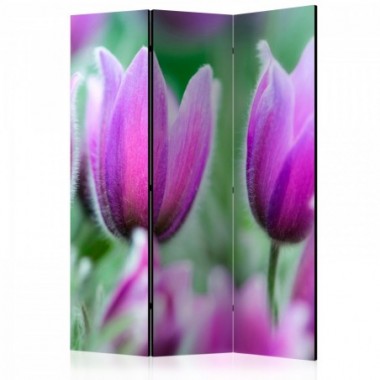 Paravento - Purple spring tulips [Room Dividers] -...