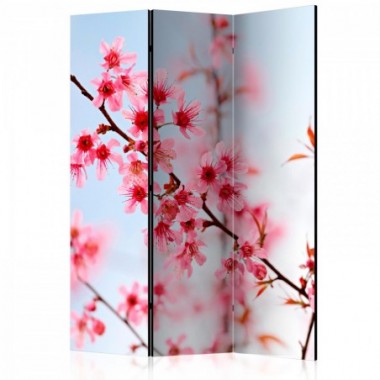 Paravento - Symbol of Japan - sakura flowers [Room...