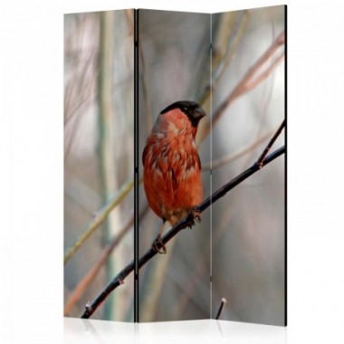 Paravento - Bullfinch in the forest [Room Dividers]...