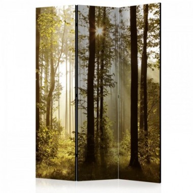 Paravento - Forest: Morning Sunlight  [Room...