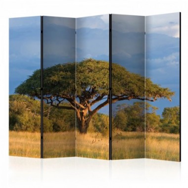 Paravento - African acacia tree, Hwange National...