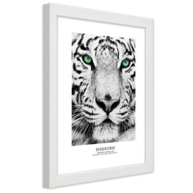 Quadro con cornice, Tigre bianca - 20x30