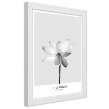 Quadro con cornice, Fiore di loto bianco - 20x30