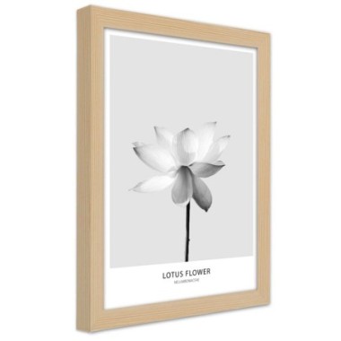 Quadro con cornice, Fiore di loto bianco - 20x30