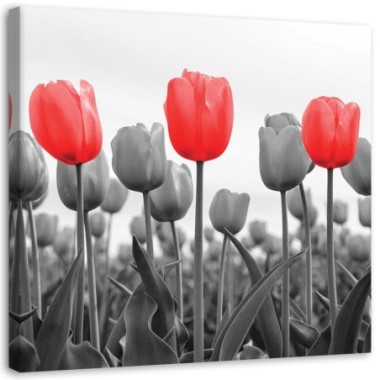 Stampa su tela, Tulipani rossi nel prato - 30x30