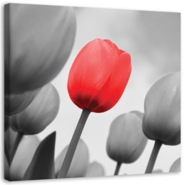 Stampa su tela, Tulipano rosso in grigio - 30x30