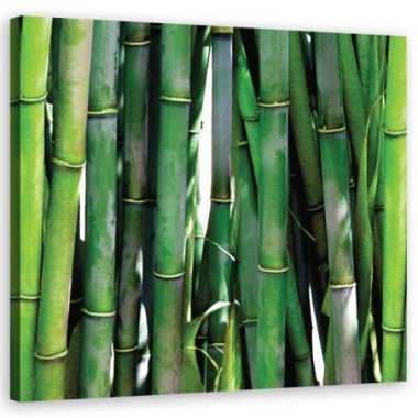 Quadro su tela, Bamboo verde - 30x30
