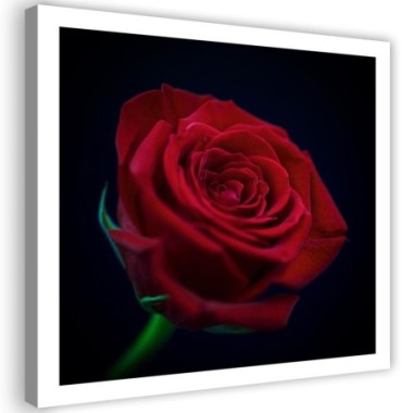 Quadro su tela, Fiore di rosa rossa - 40x40