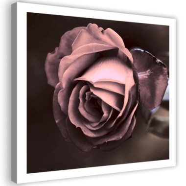 Quadro su tela, Bellissimo fiore di rosa rosa - 40x40