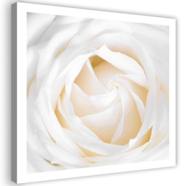 Quadro su tela, Delicata rosa bianca - 40x40