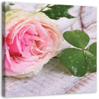 Quadro su tela, Rosa fiore rosa natura - 40x40