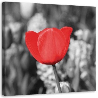 Stampa su tela, Tulipano rosso nel prato - 40x40