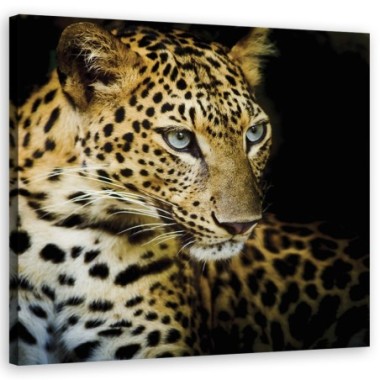 Quadro su tela, Leopardo maestoso - 40x40