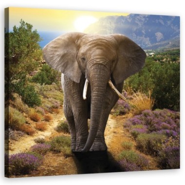 Quadro su tela, Elefante al tramonto - 40x40