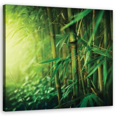 Quadro su tela, Bamboo nella giungla - 40x40
