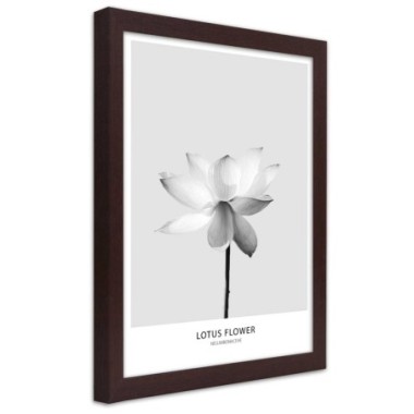 Quadro con cornice, Fiore di loto bianco - 30x45