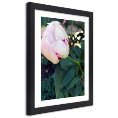 Quadro con cornice, Peonia bianca - 30x45