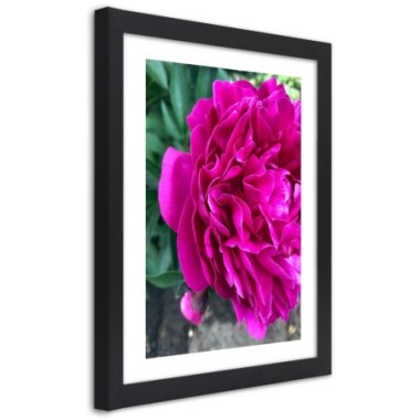 Quadro con cornice, Fiore grande rosa - 30x45
