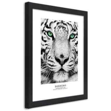 Quadro con cornice, Tigre bianca - 30x45