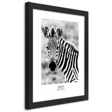 Quadro con cornice, Una zebra curiosa - 30x45