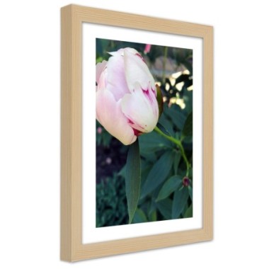 Quadro con cornice, Peonia bianca - 30x45