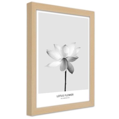 Quadro con cornice, Fiore di loto bianco - 30x45