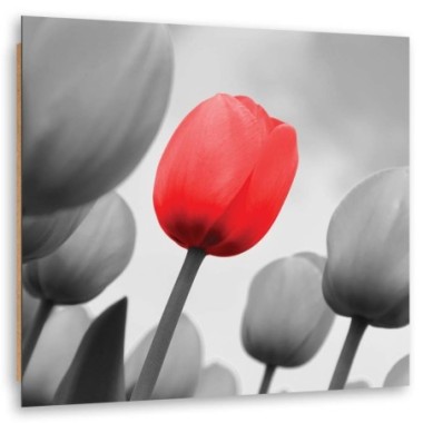 Quadro deco panel, Tulipano rosso in grigio - 30x30