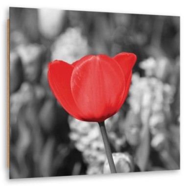Quadro deco panel, Tulipano rosso nel prato - 30x30