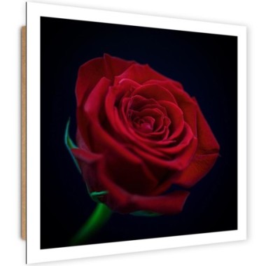 Quadro deco panel, Rosa rossa nel buio - 30x30
