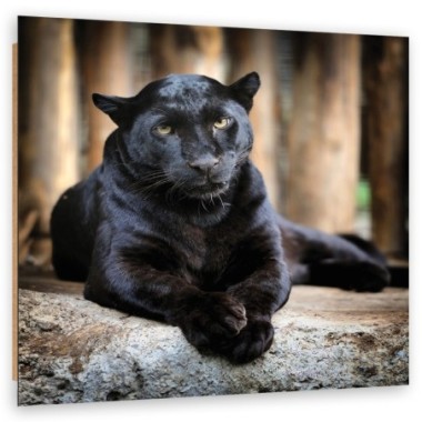Quadro deco panel, Pantera nera - 40x40