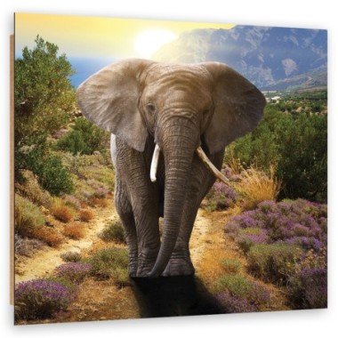 Quadro deco panel, Elefante al tramonto - 30x30