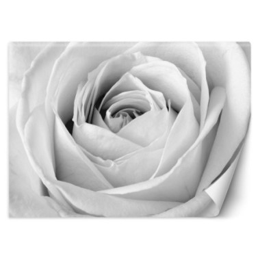 Carta Da Parati, Fiori di rosa bianca Macro - 100x70