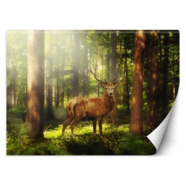 Carta Da Parati, Cervo Animali Foresta Natura - 100x70