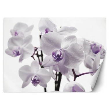 Carta Da Parati, Orchidea in fiore - 100x70
