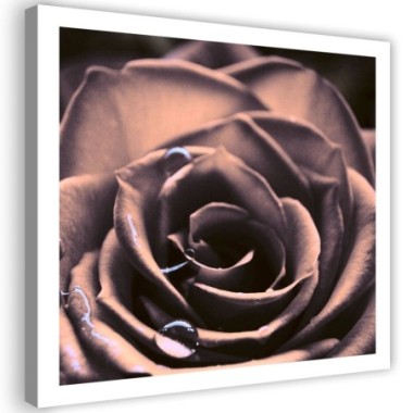 Stampa su tela, Gocce d'acqua su una rosa - 50x50