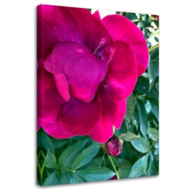 Stampa su tela, Grande fiore rosa - 40x60