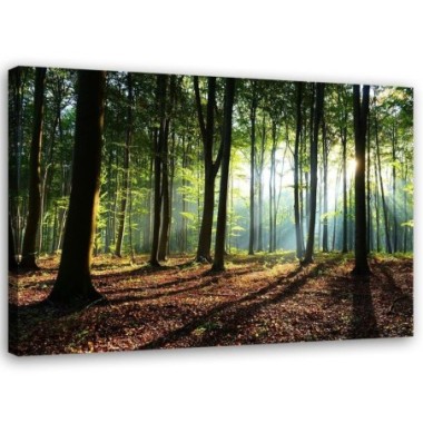 Stampa su tela, Foresta all'alba - 60x40