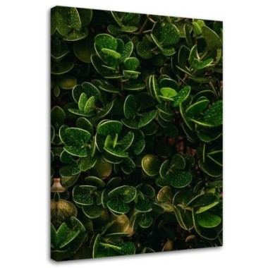 Stampa su tela, Foglie verdi di piante esotiche - 40x60