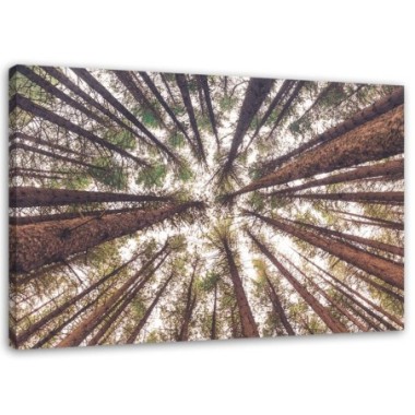 Quadro su tela, Pino Natura Foresta Verde - 60x40