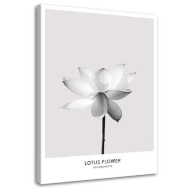 Quadro su tela, Fiore di loto bianco Natura - 40x60