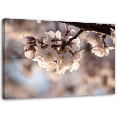 Quadro su tela, Natura in fiore di ciliegio - 60x40