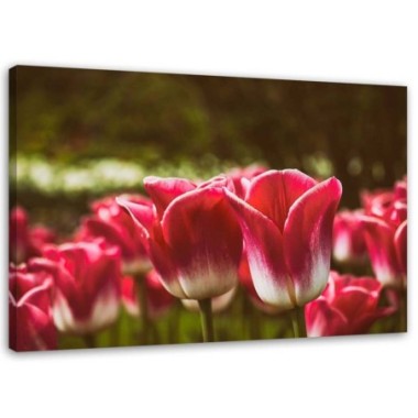 Quadro su tela, Fiore di tulipano rosso - 60x40