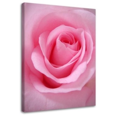 Quadro su tela, Pianta di fiori di rosa rosa - 40x60